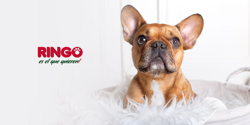 consejos para tener perro por primera vez